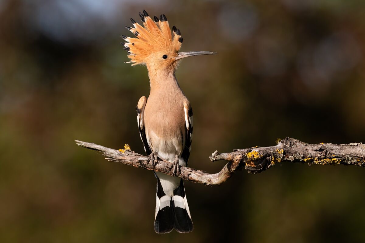 Alhodhod, the hoopoe bird